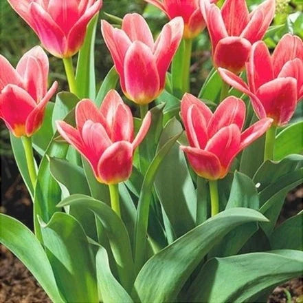 Bulbi de Lalele "Fashion", 5 Bucăți