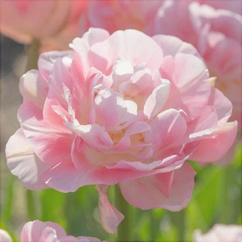 Bulbi de Lalele "Finola", 5 Bucăți