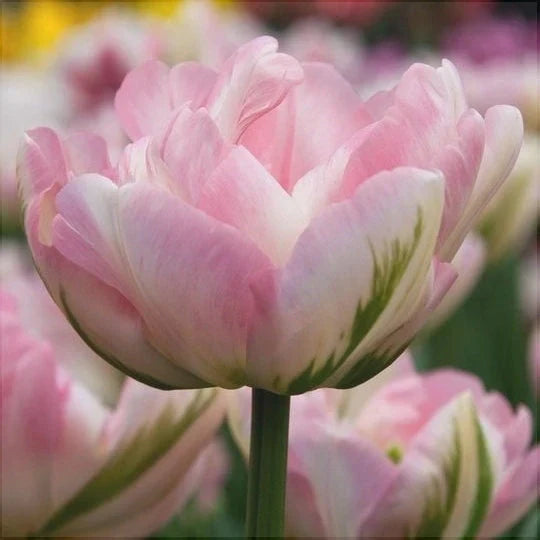 Bulbi de Lalele "Finola", 5 Bucăți