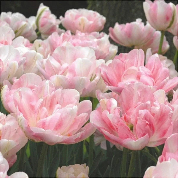 Bulbi de Lalele "Finola", 5 Bucăți