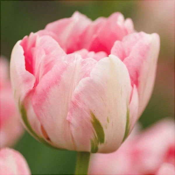 Bulbi de Lalele "Finola", 5 Bucăți