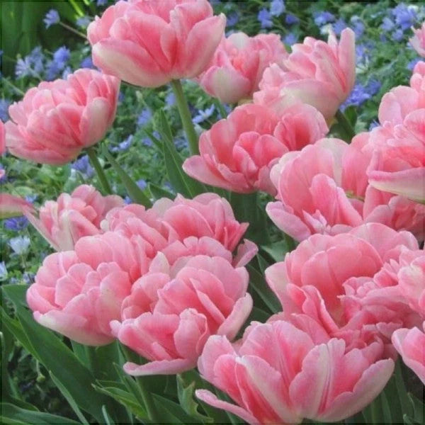 Bulbi de Lalele "Foxtrot", 5 Bucăți