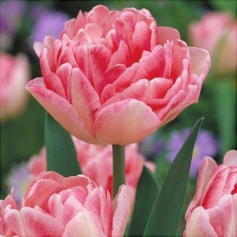 Bulbi de Lalele "Foxtrot", 5 Bucati