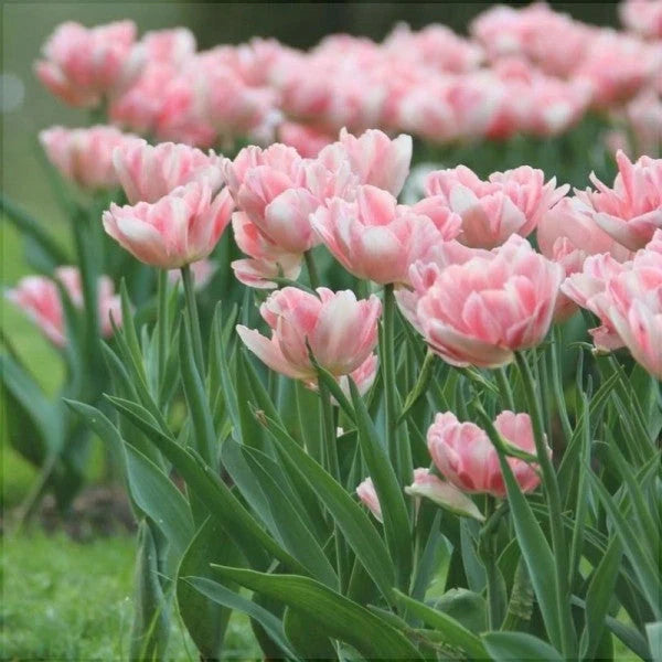 Bulbi de Lalele "Foxtrot", 5 Bucăți