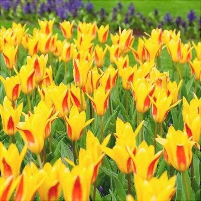 Bulbi de Lalele "Giuseppe Verdi", 5 Bucăți