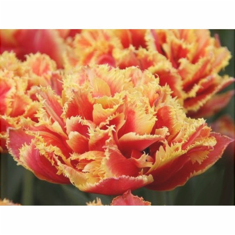 Bulbi de Lalele "Gold Dust", 5 Bucati