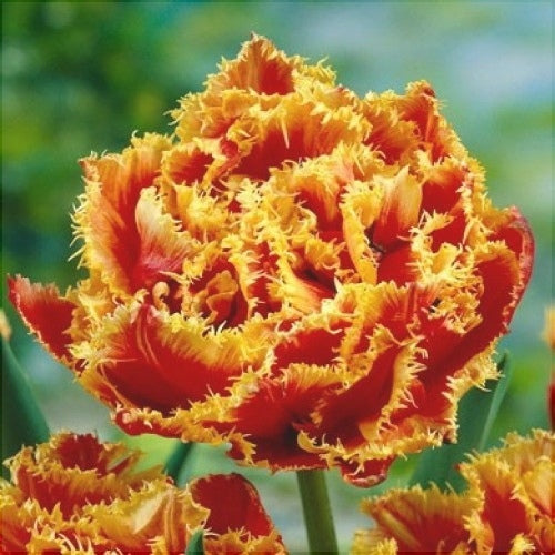 Bulbi de Lalele "Gold Dust", 5 Bucati