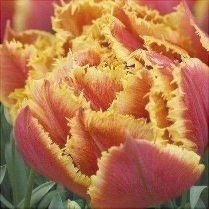 Bulbi de Lalele "Gold Dust", 5 Bucăți