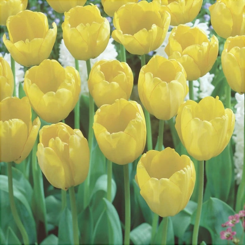 Bulbi de Lalele "Golden Parade", 5 Bucati