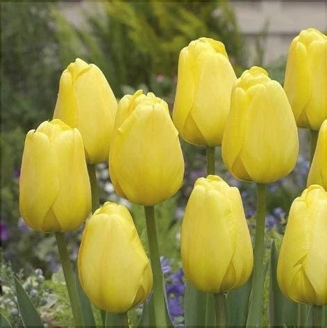 Bulbi de Lalele "Golden Parade", 5 Bucăți