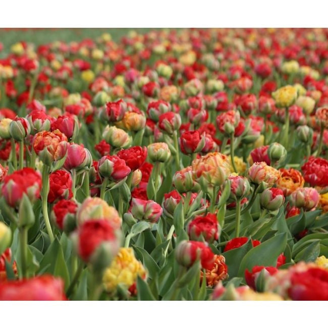 Bulbi de Lalele "Gudoshnik Double", 5 Bucati