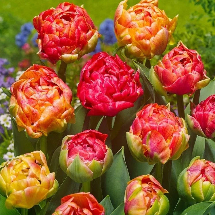 Bulbi de Lalele "Gudoshnik Double", 5 Bucăți