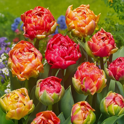 Bulbi de Lalele Gudoshnik Double 5 buc – bulbi de flori | Regatul Plantelor