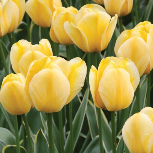 Bulbi de Lalele "Jaap Groot", 5 Bucati