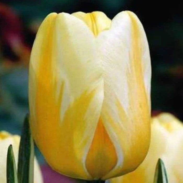 Bulbi de Lalele "Jaap Groot", 5 Bucăți