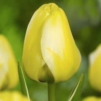 Bulbi de Lalele "Jaap Groot", 5 Bucăți