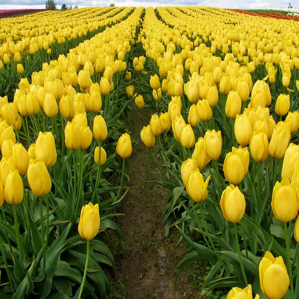 Bulbi de Lalele "Jan van Nes", 5 Bucati