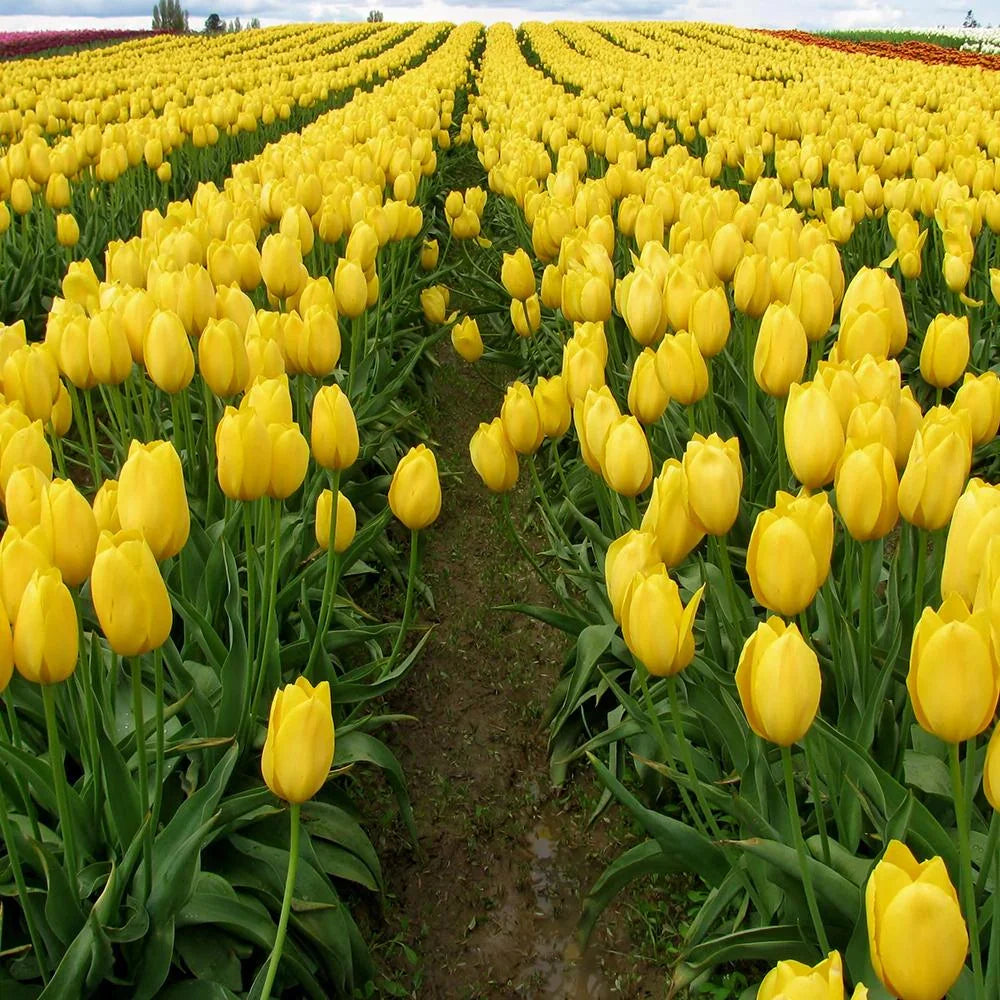 Bulbi de Lalele "Jan van Nes", 5 Bucăți