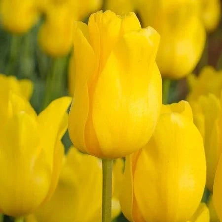 Bulbi de Lalele "Jan van Nes", 5 Bucăți