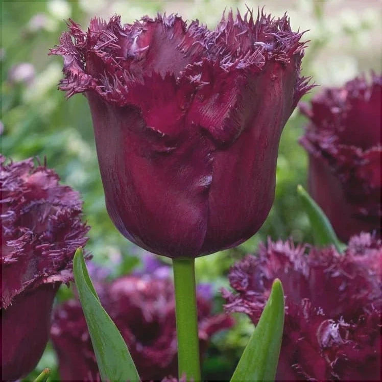 Bulbi de Lalele "Labrador", 5 Bucăți