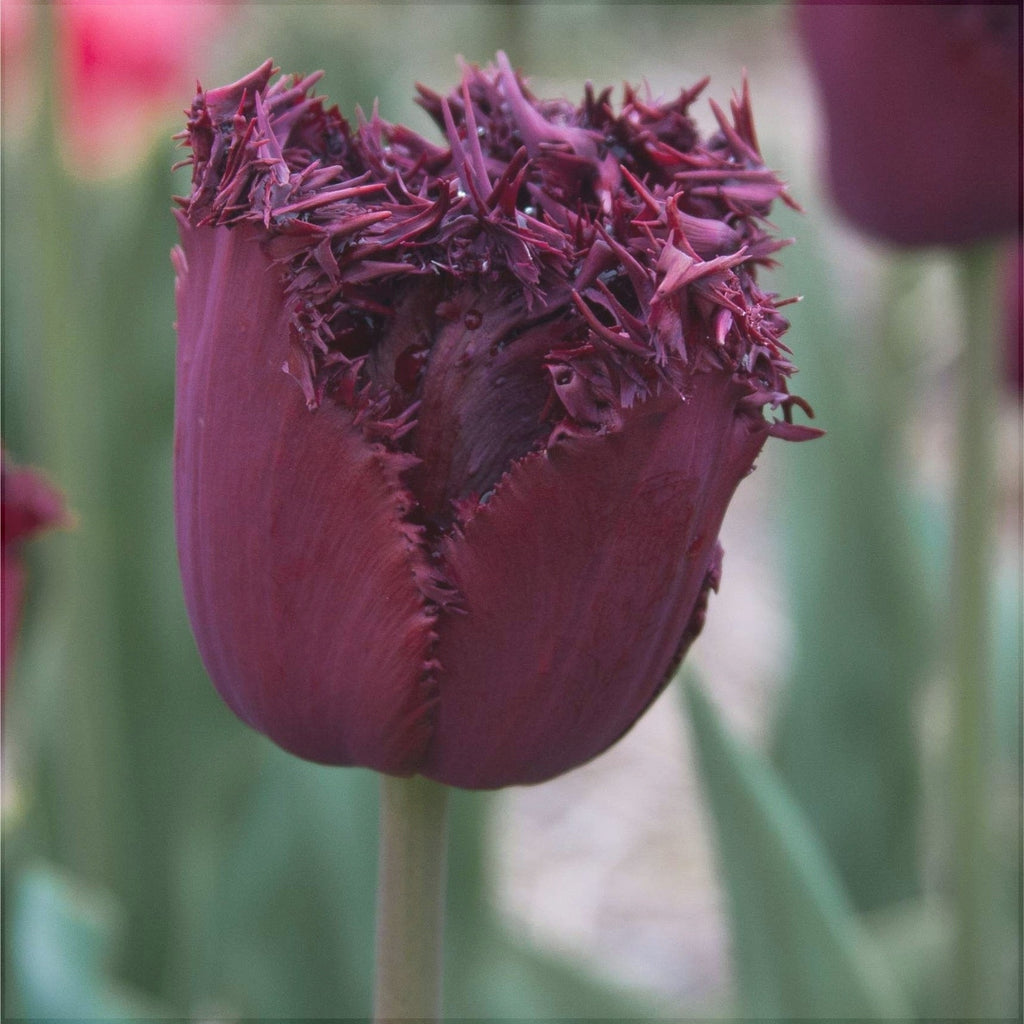 Bulbi de Lalele "Labrador", 5 Bucati