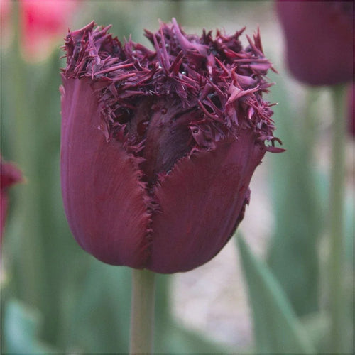 Bulbi de Lalele "Labrador", 5 Bucăți