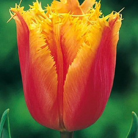 Bulbi de Lalele "Lambada", 5 Bucati