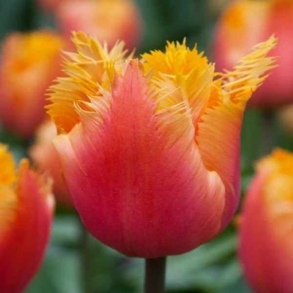 Bulbi de Lalele "Lambada", 5 Bucati