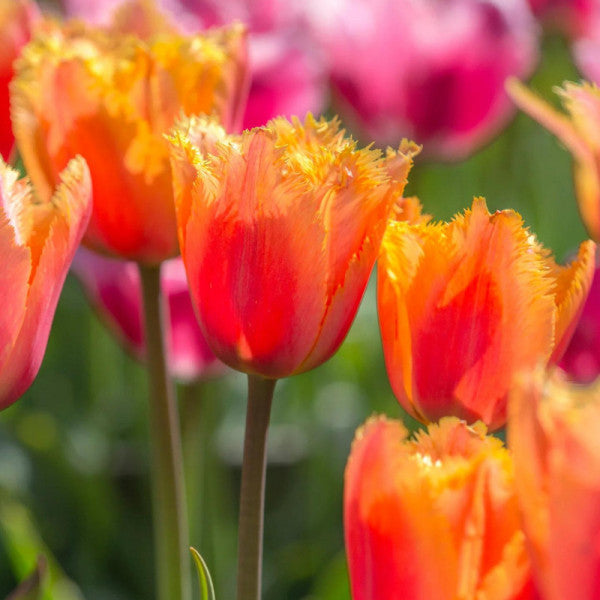 Bulbi de Lalele "Lambada", 5 Bucati