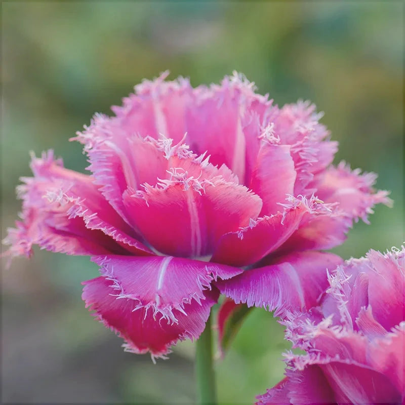 Bulbi de Lalele "Mascotte", 5 Bucati