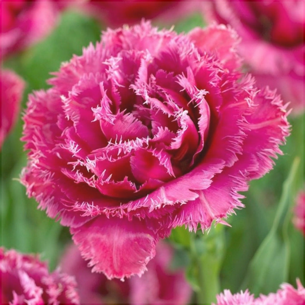 Bulbi de Lalele "Mascotte", 5 Bucati