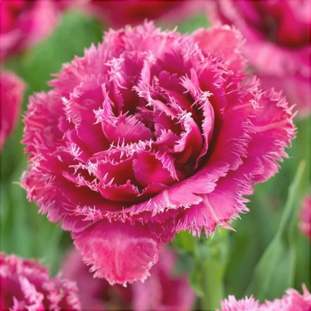 Bulbi de Lalele "Mascotte", 5 Bucăți