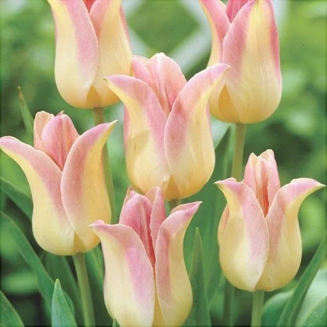 Bulbi de Lalele "Miss Elegance", 5 Bucăți