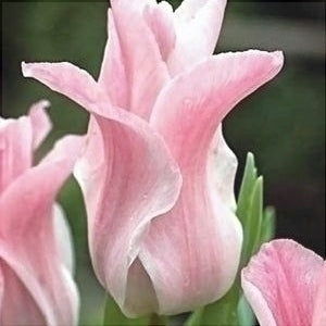 Bulbi de Lalele "Miss Elegance", 5 Bucati