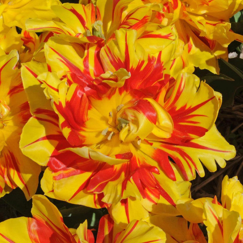 Bulbi de Lalele "Monsella", 5 Bucati