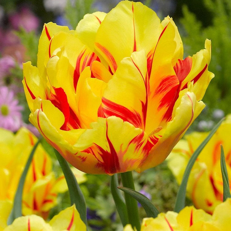 Bulbi de Lalele "Monsella", 5 Bucati