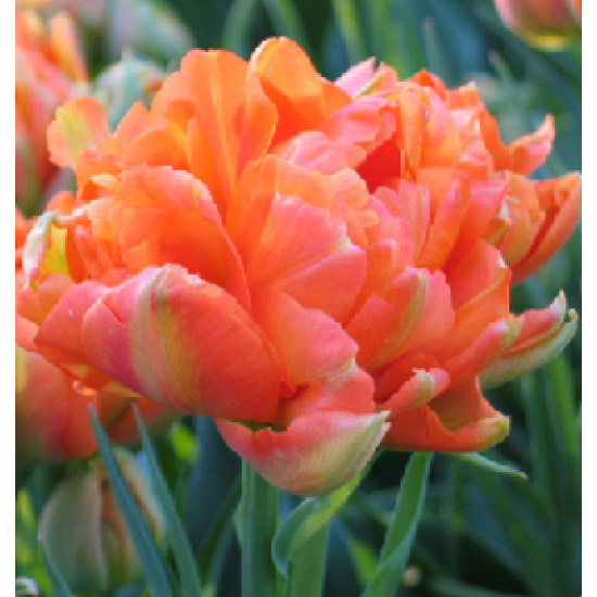 Bulbi de Lalele "Monte Orange", 5 Bucati