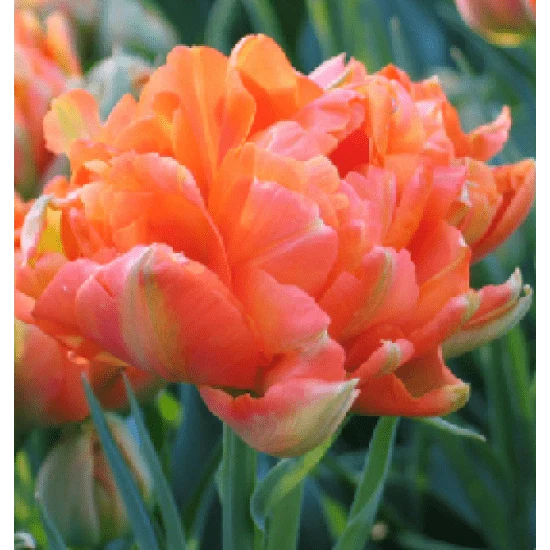 Bulbi de Lalele "Monte Orange", 5 Bucăți