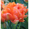 Bulbi de Lalele "Monte Orange", 5 Bucăți