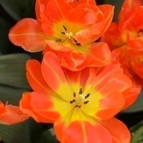 Bulbi de Lalele "Monte Orange", 5 Bucăți