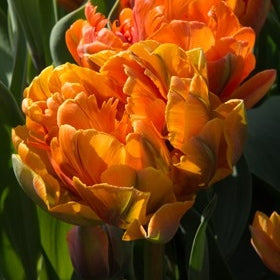 Bulbi de Lalele "Monte Orange", 5 Bucati