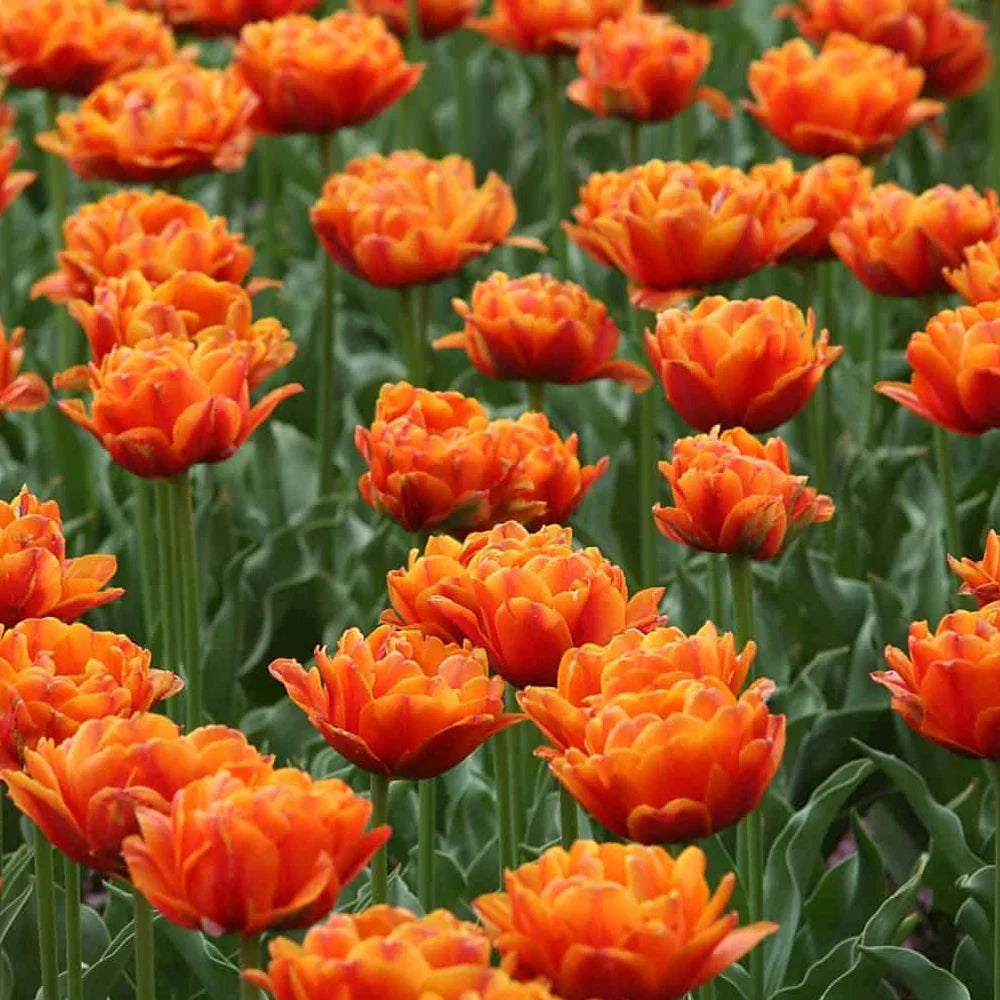 Bulbi de Lalele "Monte Orange", 5 Bucati