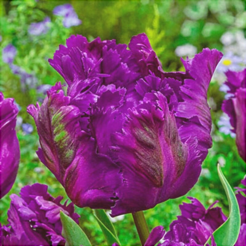 Bulbi de Lalele "Negrita Parrot", 5 Bucati