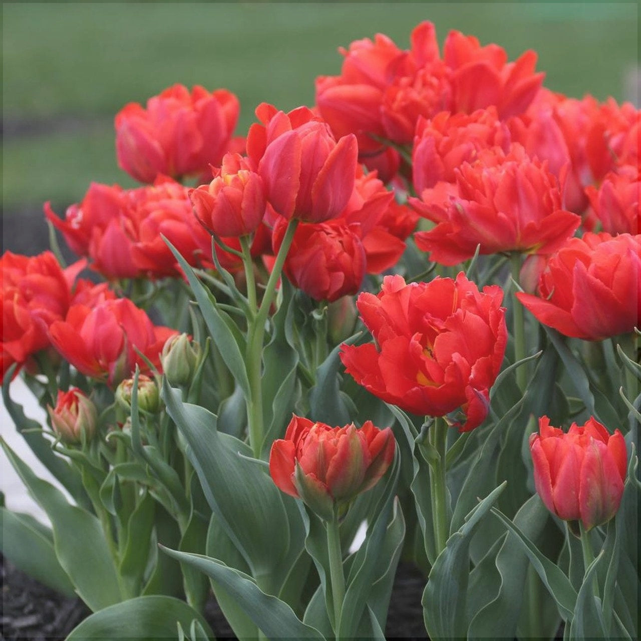 Bulbi de Lalele "Oriental Beauty", 5 Bucati