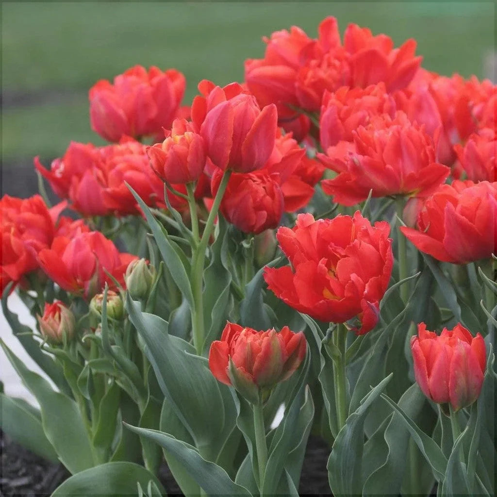 Bulbi de Lalele "Oriental Beauty", 5 Bucăți