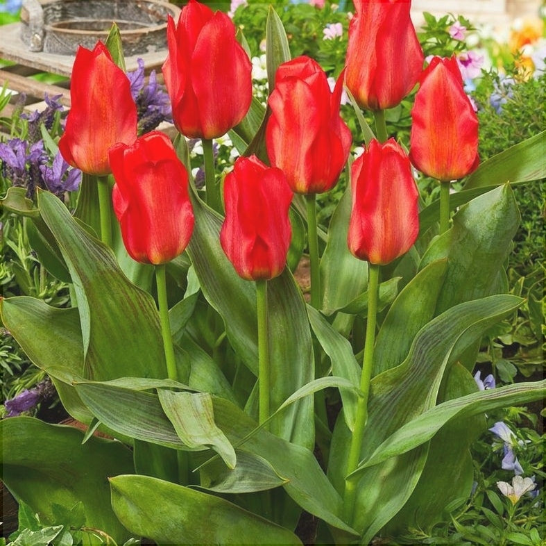 Bulbi de Lalele "Oriental Beauty", 5 Bucati