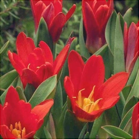 Bulbi de Lalele "Oriental Beauty", 5 Bucati