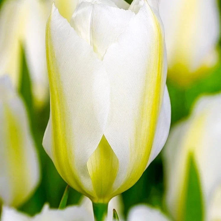 Bulbi de Lalele "Purissima", 5 Bucăți