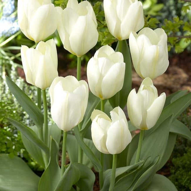 Bulbi de Lalele "Purissima", 5 Bucati