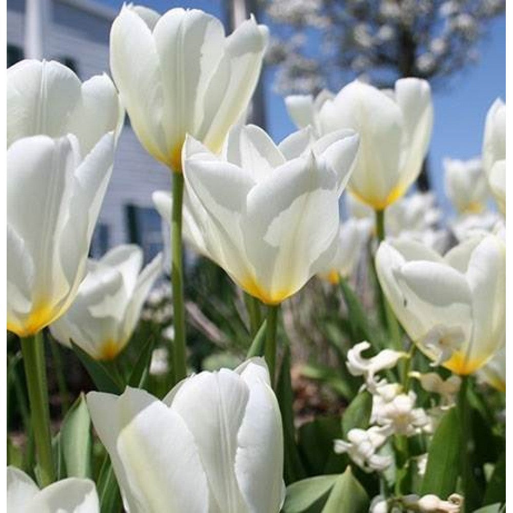 Bulbi de Lalele "Purissima", 5 Bucati